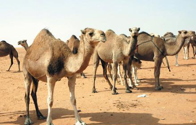 صورة تخدم النص