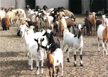 صورة تخدم الخبر