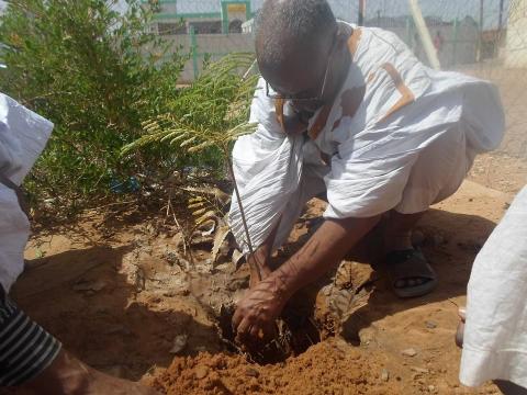 محمد حامد ولد المحفوظ الأمين العام لبلدية ازويرات يغرس شجرة في إحدى الساحات العامة بازويرات اليوم الأحد