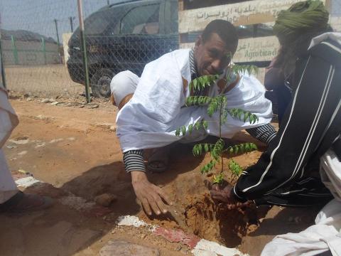 خطري ولد عبد الرحمن المندوب الجهوي للبيئة بتيرس زمور يغرس شجرة في إحدى الساحات العامة بازويرات اليوم الأحد