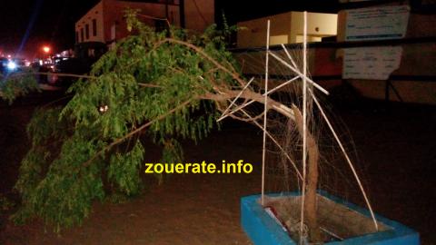 إحدى الأشجار التي انكسر جذعها أمام المستشفى الجهوي