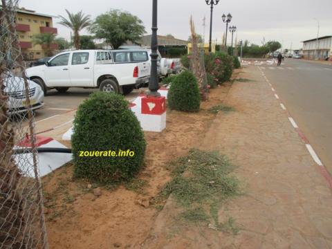 تصفيف الأشجار على الطريق الرئيسي في ازويرات